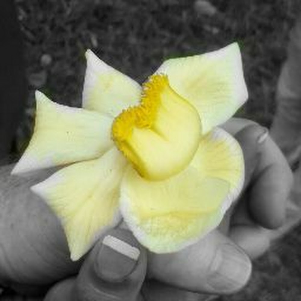 Meet your Posher, Flower